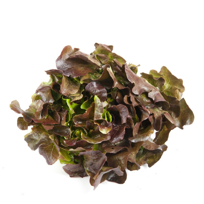 Sałata dębowa czerwona 1szt