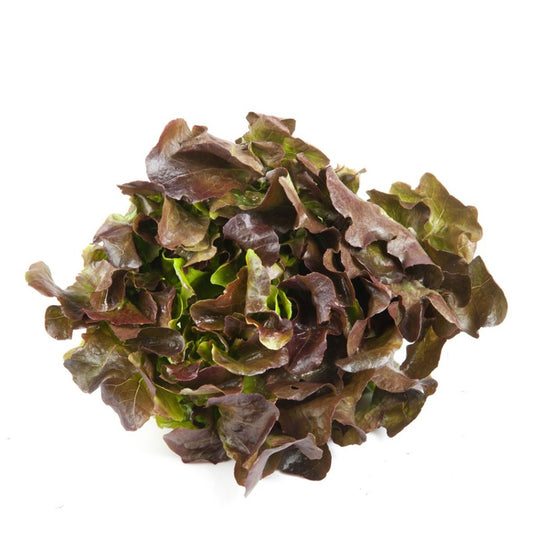 Sałata dębowa czerwona 1szt