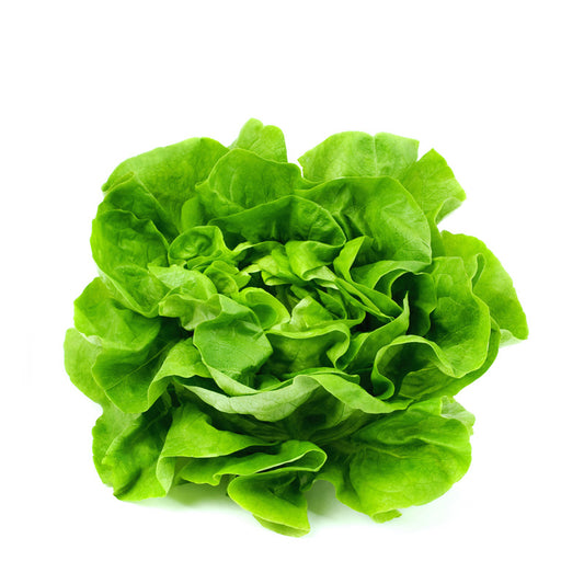 Sałata zielona masłowa Polska 1szt